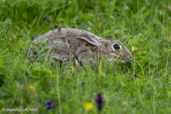 Rabbit - The Hall of Einar - photograph © David Bailey (not the)
