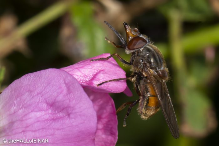 Rhyngia campestris - The Hall of Einar - photograph © David Bailey (not the)