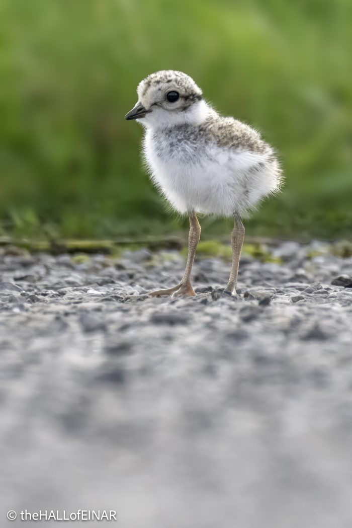 Ringed Plover - The Hall of Einar - photograph (c) David Bailey (not the)