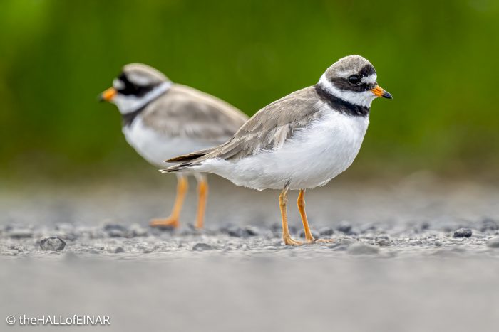 Ringed Plover - The Hall of Einar - photograph (c) David Bailey (not the)