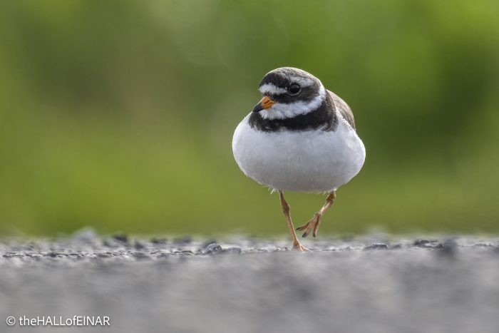 Ringed Plover - The Hall of Einar - photograph © David Bailey (not the)
