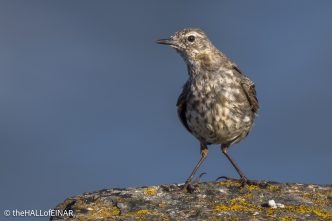 Rock Pipit - The Hall of Einar - photograph © David Bailey (not the)