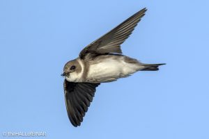 Sand Martin - The Hall of Einar - photograph (c) David Bailey (not the)
