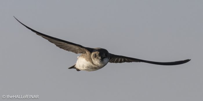Sand Martin - The Hall of Einar - photograph (c) David Bailey (not the)