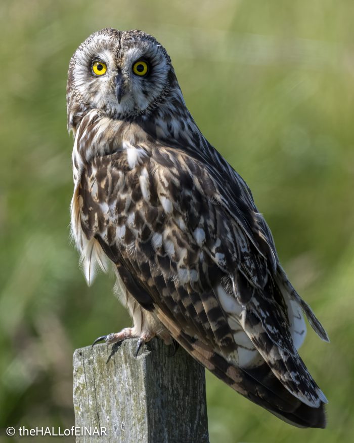 Short-Eared Owl - The Hall of Einar - photograph © David Bailey (not the)
