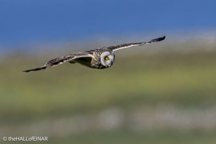 Short-Eared Owl - The Hall of Einar - photograph © David Bailey (not the)