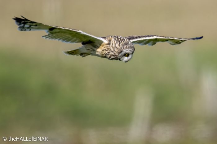 Short-Eared Owl - The Hall of Einar - photograph © David Bailey (not the)