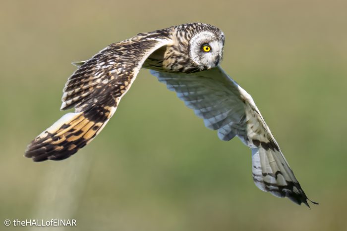 Short-Eared Owl - The Hall of Einar - photograph © David Bailey (not the)