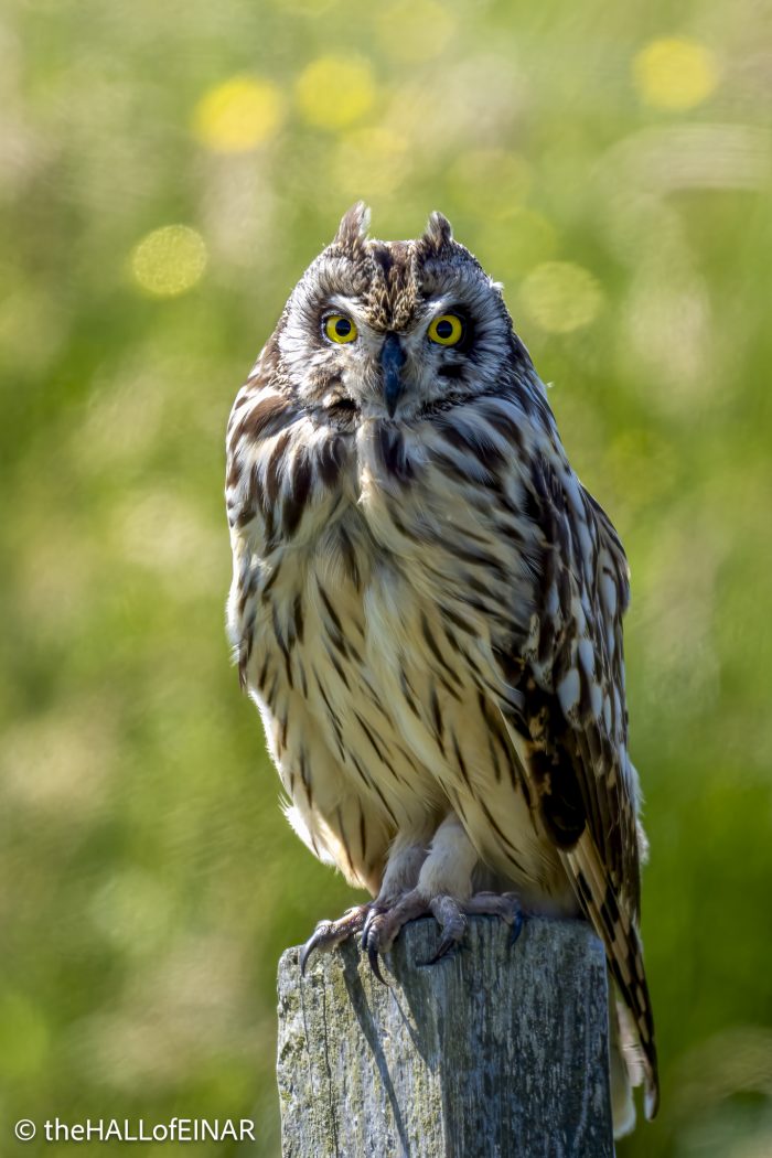Short-Eared Owl - The Hall of Einar - photograph © David Bailey (not the)