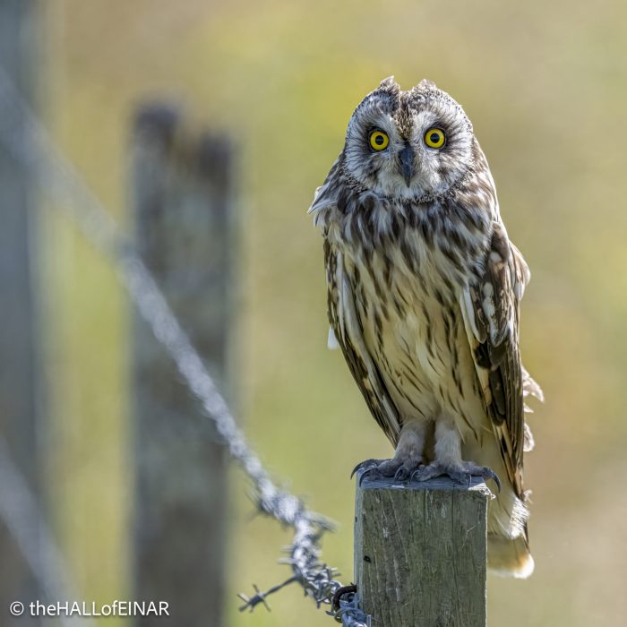 Short-Eared Owl - The Hall of Einar - photograph © David Bailey (not the)