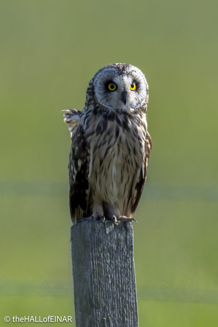 Short-Eared Owl - The Hall of Einar - photograph © David Bailey (not the)