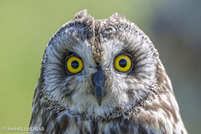 Short-Eared Owl - The Hall of Einar - photograph © David Bailey (not the)