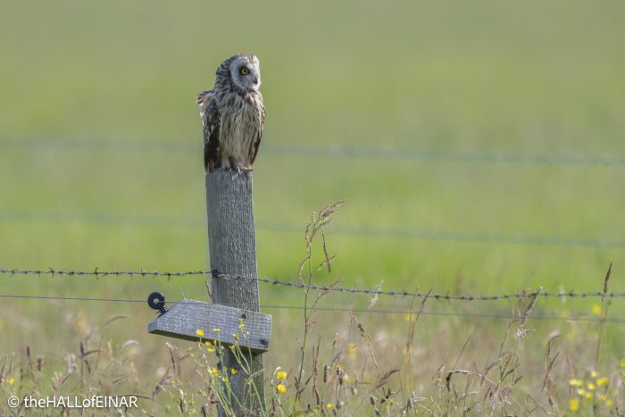 Short-Eared Owl - The Hall of Einar - photograph © David Bailey (not the)