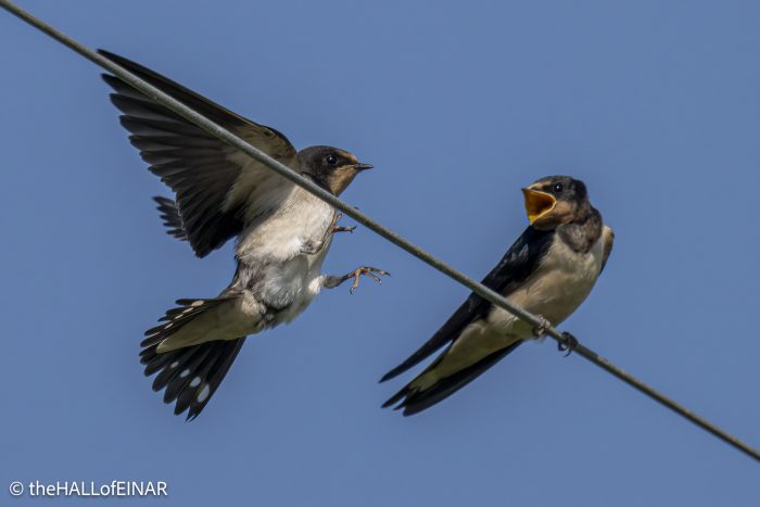 Swallows - The Hall of Einar - photograph © David Bailey (not the)