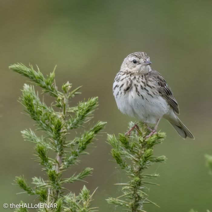 Tree Pipit - Trendlebere Down - The Hall of Einar - photograph (c) David Bailey (not the)