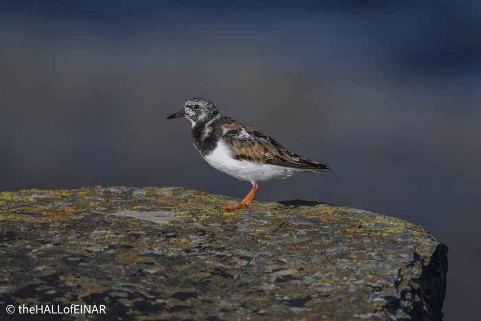 Turnstone - The Hall of Einar - photograph © David Bailey (not the)