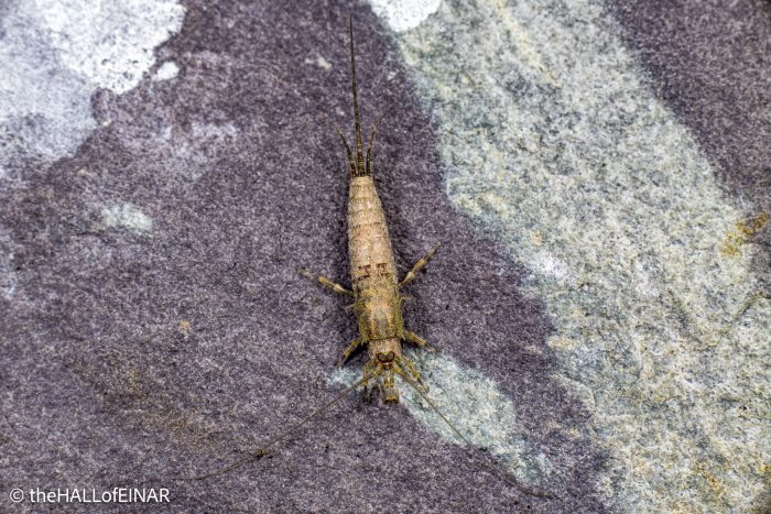 Bristletail - The Hall of Einar - photograph © David Bailey (not the)