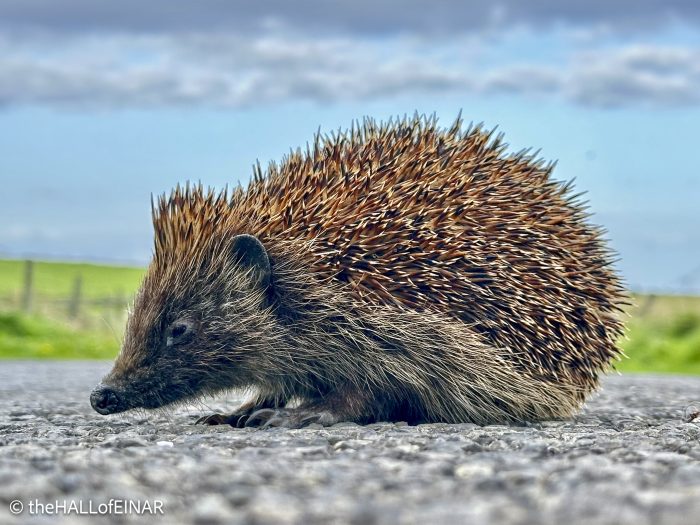 Hedgehog - The Hall of Einar - photograph © David Bailey (not the)
