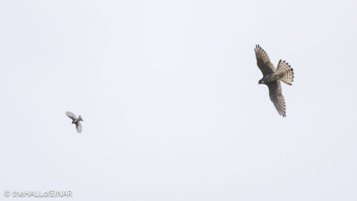 Merlin hunting - The Hall of Einar - photograph © David Bailey (not the)