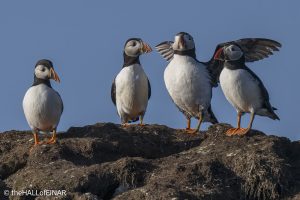 Puffins - The Hall of Einar - photograph © David Bailey (not the)