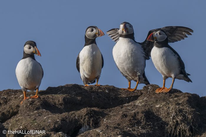 Puffins - The Hall of Einar - photograph © David Bailey (not the)