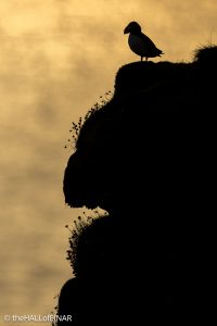 Puffin - The Hall of Einar - photograph © David Bailey (not the)