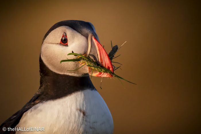 Puffin - The Hall of Einar - photograph © David Bailey (not the)