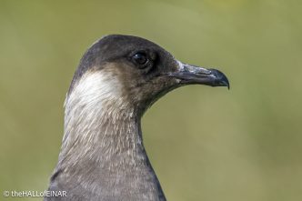 Arctic Skua - The Hall of Einar - photograph © David Bailey (not the)
