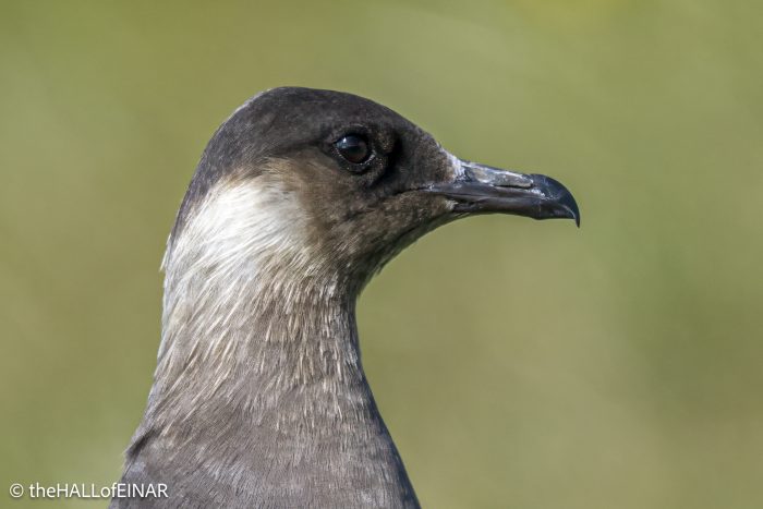 Arctic Skua - The Hall of Einar - photograph © David Bailey (not the)