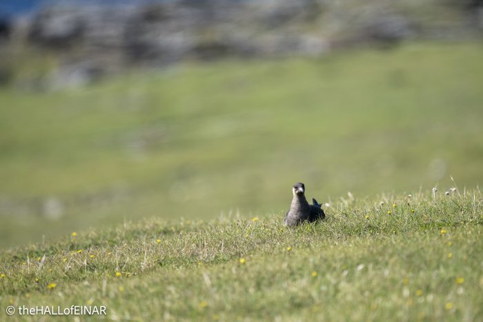 Arctic Skua - The Hall of Einar - photograph © David Bailey (not the)