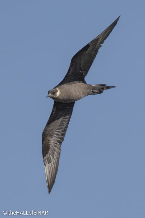 Arctic Skua - The Hall of Einar - photograph © David Bailey (not the)