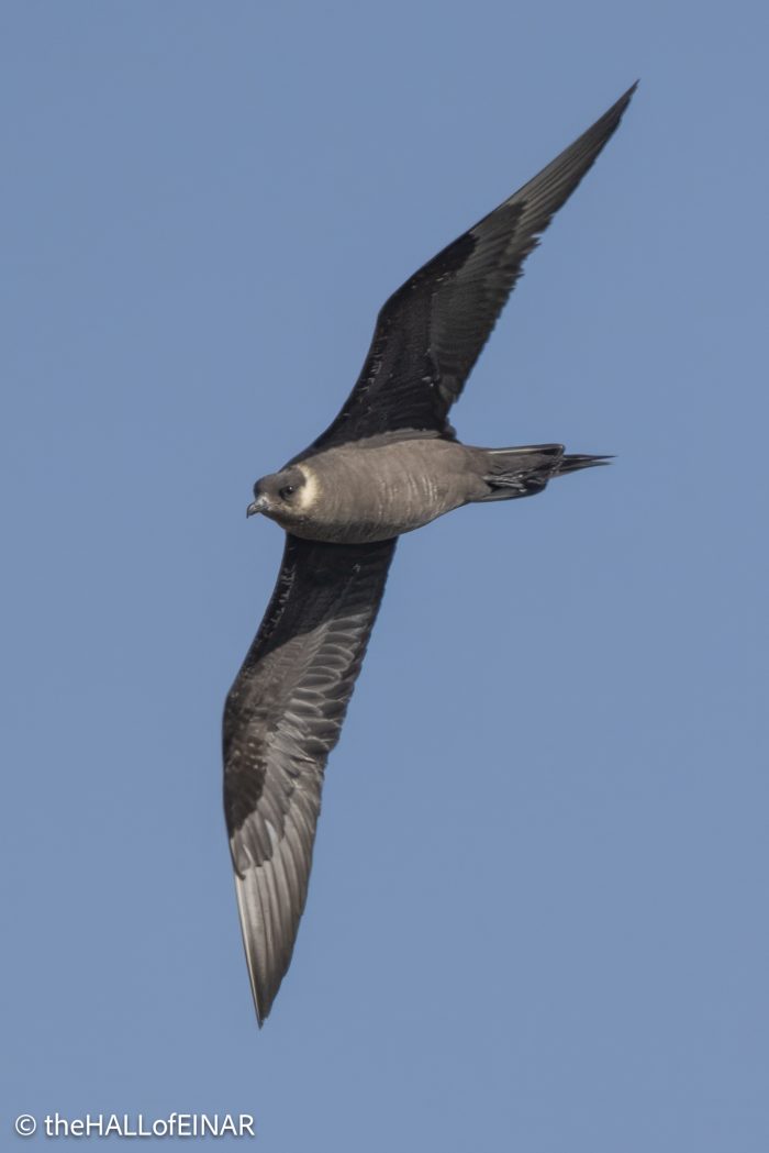 Arctic Skua - The Hall of Einar - photograph © David Bailey (not the)