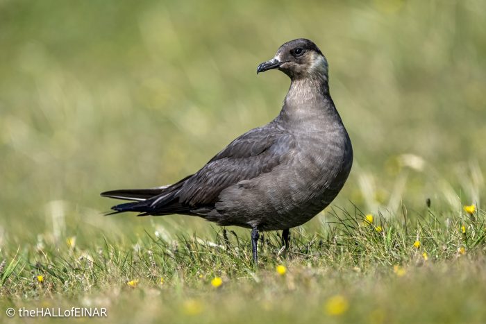 Arctic Skua - The Hall of Einar - photograph © David Bailey (not the)