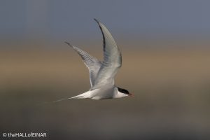 Arctic Tern - The Hall of Einar - photograph © David Bailey (not the)