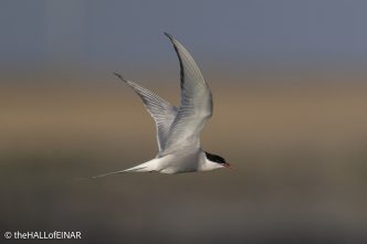 Arctic Tern - The Hall of Einar - photograph © David Bailey (not the)