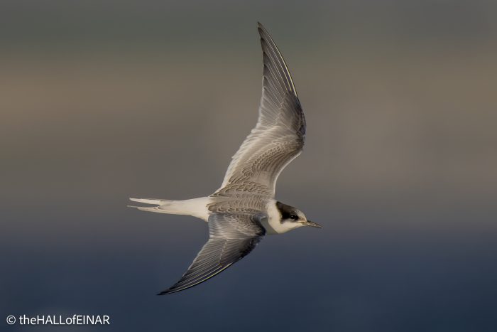 Arctic Tern - The Hall of Einar - photograph © David Bailey (not the)