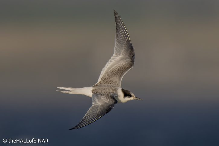 Arctic Tern - The Hall of Einar - photograph © David Bailey (not the)