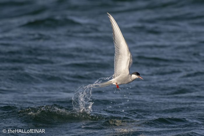 Arctic Tern - The Hall of Einar - photograph © David Bailey (not the)