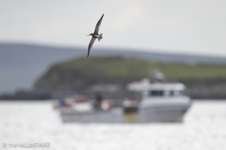 Bar-Tailed Godwit - The Hall of Einar - photograph © David Bailey (not the)
