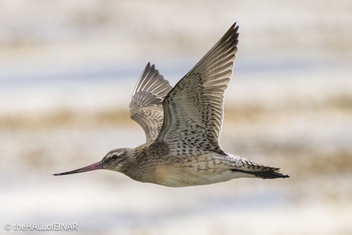 Bar-Tailed Godwit - The Hall of Einar - photograph © David Bailey (not the)