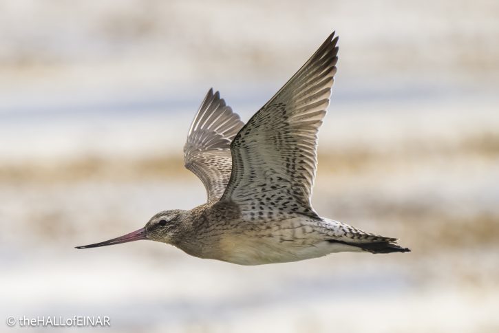 Bar-Tailed Godwit - The Hall of Einar - photograph © David Bailey (not the)