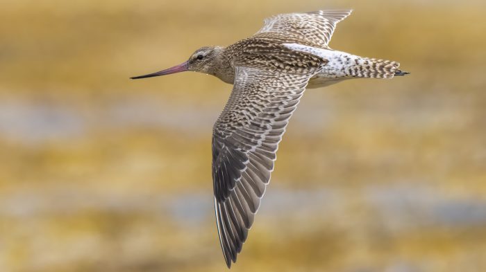 Bar-Tailed Godwit - The Hall of Einar - photograph © David Bailey (not the)
