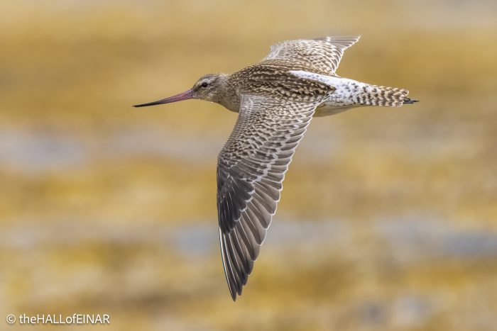 Bar-Tailed Godwit - The Hall of Einar - photograph © David Bailey (not the)