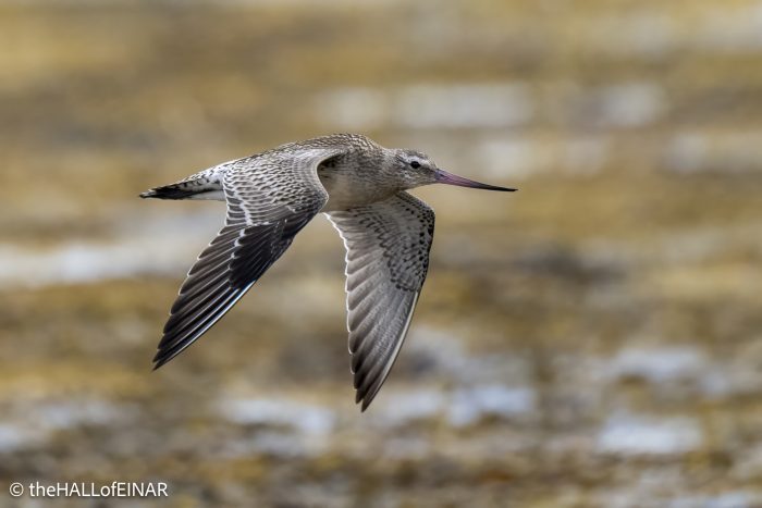 Bar-Tailed Godwit - The Hall of Einar - photograph © David Bailey (not the)
