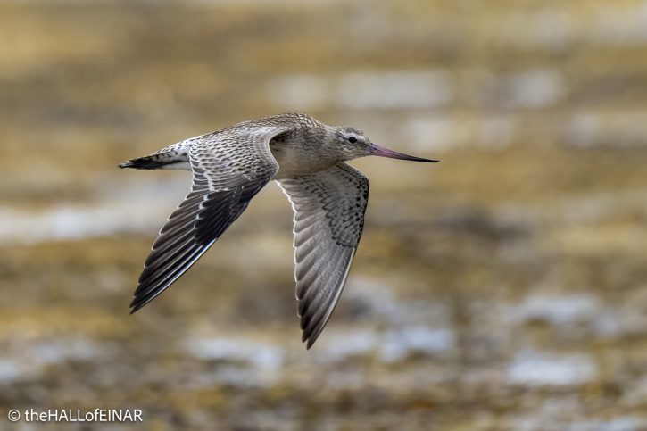 Bar-Tailed Godwit - The Hall of Einar - photograph © David Bailey (not the)