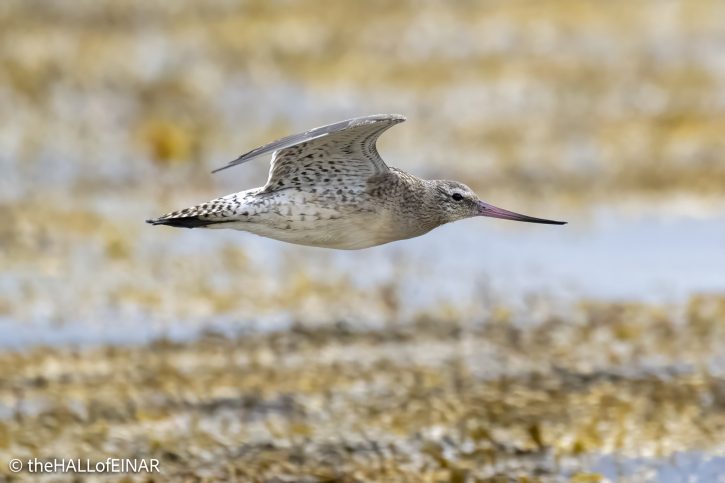 Bar-Tailed Godwit - The Hall of Einar - photograph © David Bailey (not the)