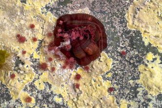 Beadlet Anemone - The Hall of Einar - photograph © David Bailey (not the)
