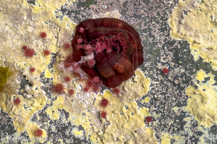 Beadlet Anemone - The Hall of Einar - photograph © David Bailey (not the)