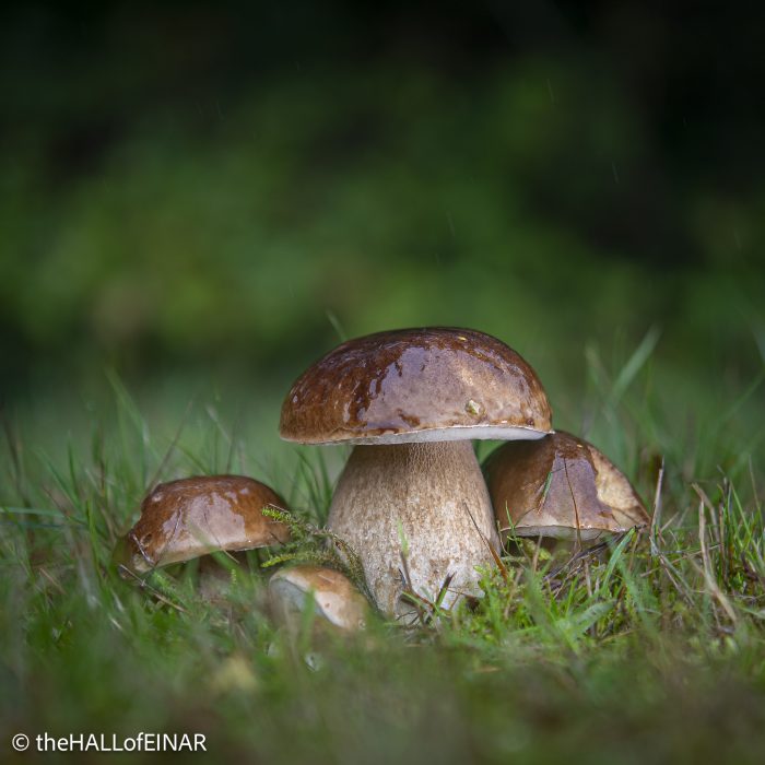 Boletus edulis - The Hall of Einar - photograph © David Bailey (not the)