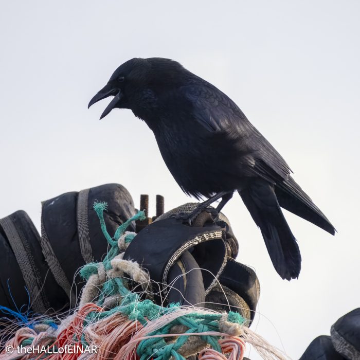 Carrion Crow - The Hall of Einar - photograph © David Bailey (not the)
